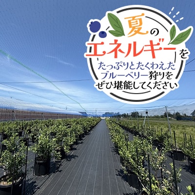 【北海道江別市】キタイチゴ農園　ブルーベリー狩り体験(大人2人)