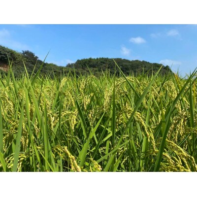 茨城県共通返礼品・行方市産 令和6年産【栽培期間中できるだけ農薬を減らした】こしひかり白米5kg