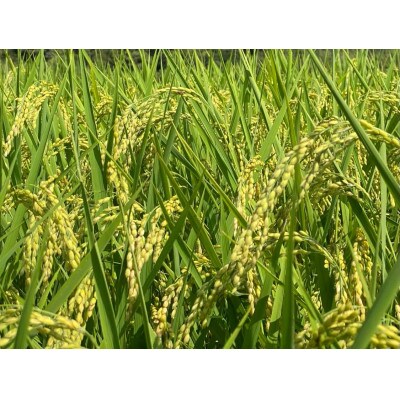 茨城県共通返礼品・行方市産 令和6年産【栽培期間中できるだけ農薬を減らした】こしひかり白米5kg