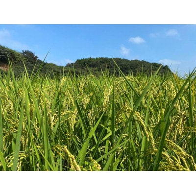 茨城県共通返礼品・行方市産令和6年産【栽培期間中できるだけ農薬を減らした】こしひかり玄米10kg