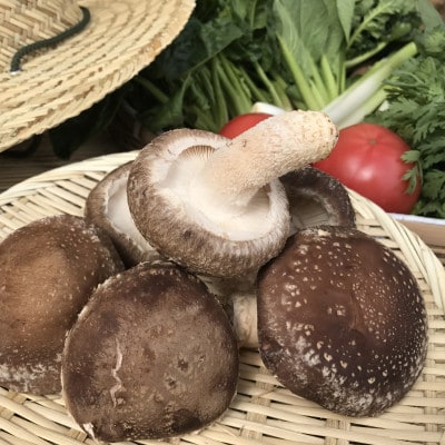 【ハーフサイズ】『身体が喜ぶ野菜』詰め合わせ(6～7品)