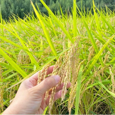 R7年産新米　栽培期間出来るだけ農薬を減らして作る「かすみ米」玄米10kg茨城県共通返礼品・潮来市産