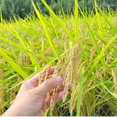 令和6年産　栽培期間出来るだけ農薬を減らして作る「かすみ米」玄米5kg茨城県共通返礼品・潮来市産