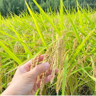 R7年産新米 栽培期間出来るだけ農薬を減らして作る「かすみ米」白米10kg茨城県共通返礼品・潮来市産
