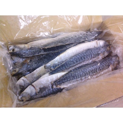 【訳あり】さば文化干し　どーんと!3kg