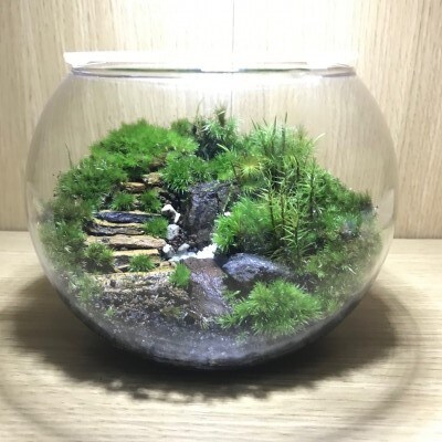 森の鼓動、苔テラリウム(特大サイズ) 森の鼓動（特大サイズ）、苔テラリウム・パルダリウム
