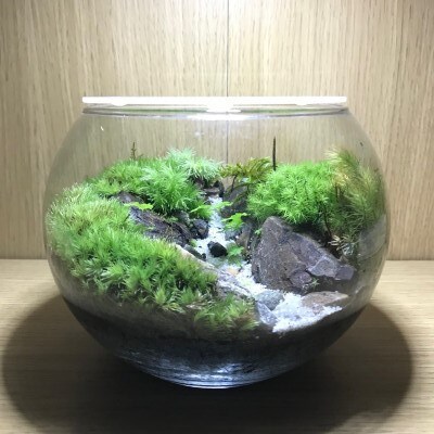 3名様用 寝屋川市で開催 苔テラリウム の体験教室 ノーマルコース ガラス容器大 お礼品詳細 ふるさと納税なら さとふる