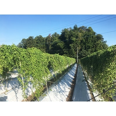大田原産　自然薯(カット品)約600g