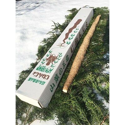 【冷蔵便】大田原産　自然薯(約1kg)