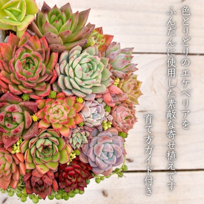 多肉植物大きな寄せ植え直径21cm白ポット