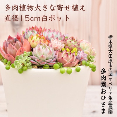 多肉植物大きな寄せ植え直径15cm白ポット