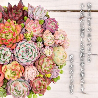 多肉植物大きな寄せ植え直径15cm白ポット