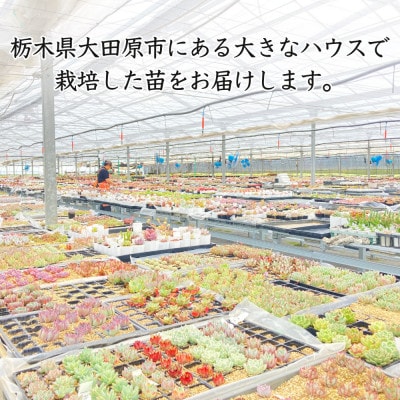 多肉植物大きな寄せ植え直径15cm白ポット