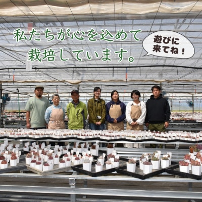 多肉植物大きな寄せ植え直径15cm白ポット
