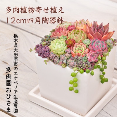 多肉植物寄せ植え直径12cm四角陶器鉢 | 栃木県大田原市 多肉植物寄せ植え直径12cm四角陶器鉢 | 栃木県大田原市