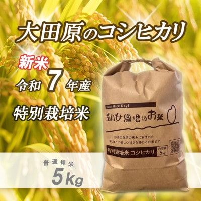 令和7年産 精米　特別栽培米コシヒカリ「五月女農場のお米」(5kg)