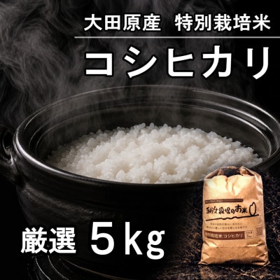 栃木県大田原産コシヒカリ 白米5kg|特別栽培米|栃木県農業大賞知事賞受賞農家