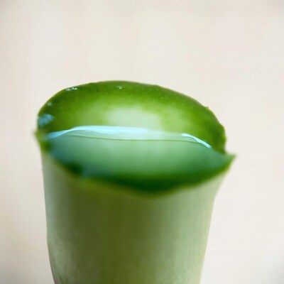 【5月発送】那須の麓の朝採りアスパラガス　並サイズ1,000g