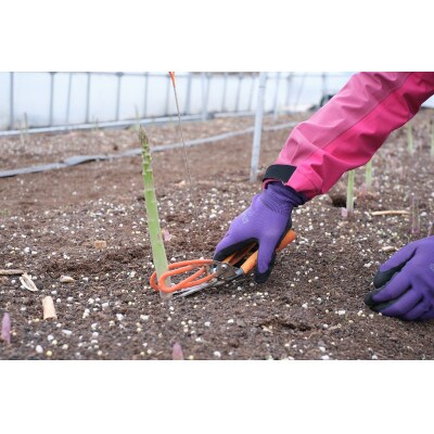 【6月発送】那須の麓の朝採りアスパラガス　並サイズ1,000g