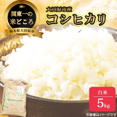 【令和7年産新米 数量限定】古谷農産 栽培期間中農薬・化学肥料不使用 コシヒカリ 精米 5kg