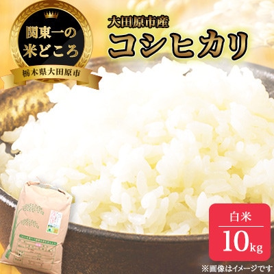 【令和7年産新米 数量限定】古谷農産 栽培期間中農薬・化学肥料不使用 コシヒカリ 精米 10kg