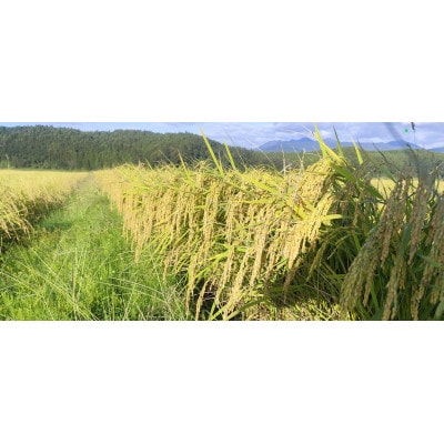 【令和7年産新米 数量限定】栃木県大田原市産 藤田farmのコシヒカリ 無洗米 5kg