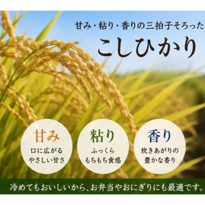 【令和8年産 新米 先行受付】大田原市産コシヒカリ 無洗米 10kg(5kg×2)【藤田farm】