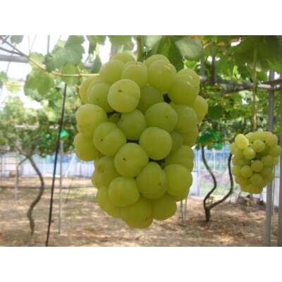 ぶどう(瀬戸ジャイアンツ)1.5kg前後×1箱(3～4房入り)