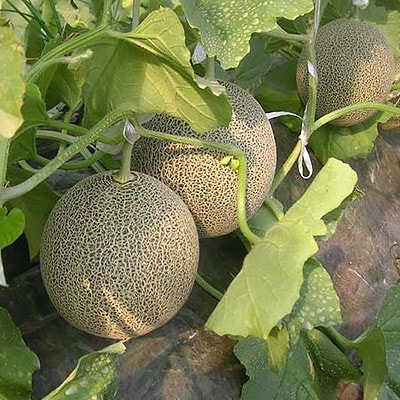 タカミメロン　大玉　3玉～4玉入　1箱(5kg以上)