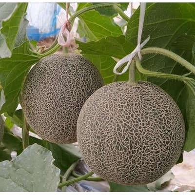 タカミメロン　中玉2玉入り　1箱