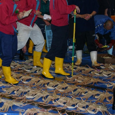 鳥取県産タグ付きボイル松葉ガニ特大1枚(900g～1kg)