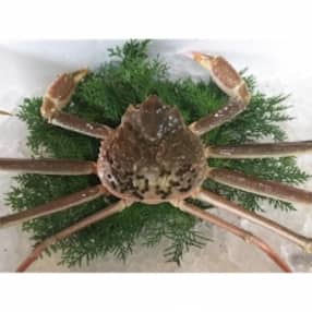 カニ 鳥取県のお礼品 返礼品一覧 ふるさと納税サイト さとふる