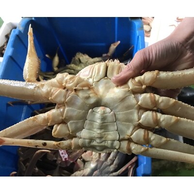 鳥取県産 厳選!ボイル足折松葉ガニ中1枚(600~700gサイズ)