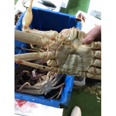 鳥取県産　活松葉ガニ訳あり!2枚セット