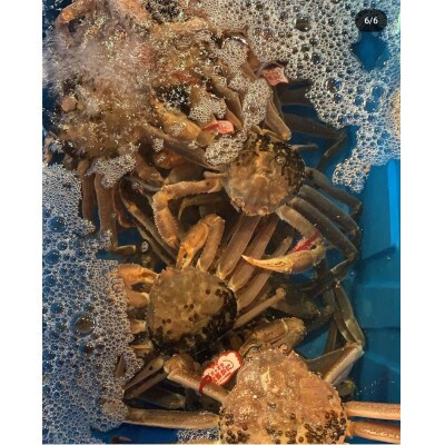 活　鳥取県産タグ付き松葉ガニ中1枚(600g~700g)