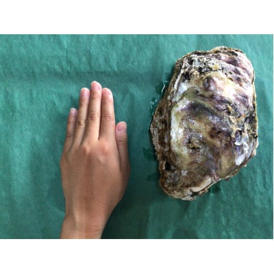鳥取県産ブランド岩ガキ　夏輝　3個(ブランドラベル500g以上)