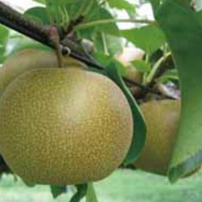 【訳あり】鳥取県産旬の梨セット 4kg