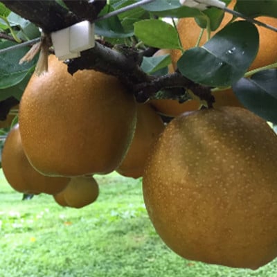 王秋梨 秀 約4kg(4～13玉前後)