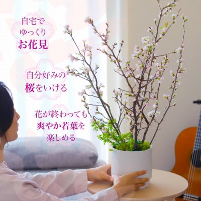 自宅で!桜のお花見キット