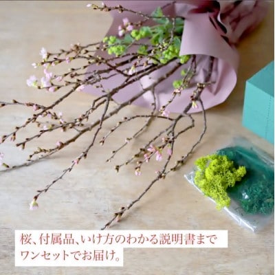 自宅で!桜のお花見キット