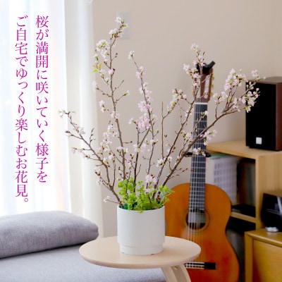 自宅で!桜のお花見キット