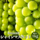 【ふるさと納税】【先行受付2025年発送】シャインマスカット　鳥取砂丘地産　1kg(2房入り)