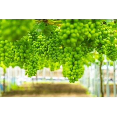 人気品種シャインマスカット 鳥取砂丘地産 1kg(2房入り)