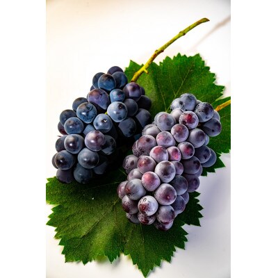 巨峰　鳥取砂丘地産　1kg(2房入り)