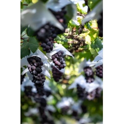 巨峰　鳥取砂丘地産　1kg(2房入り)