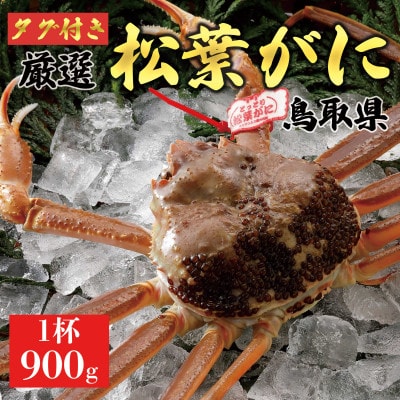 【活】 《タグ付き》厳選松葉がに 特大1杯(900g以上×1杯)　2025年11月発送
