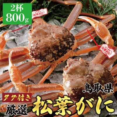 【活】 《タグ付き》厳選松葉がに 特大2杯(800g以上×2杯)　2025年11月発送