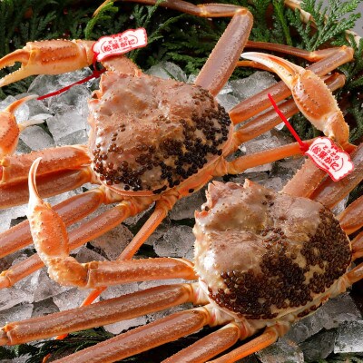 【活】 《タグ付き》厳選松葉がに 600g以上×2杯