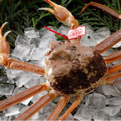 【活】タグ付き　厳選松葉ガニ 400g以上×1杯