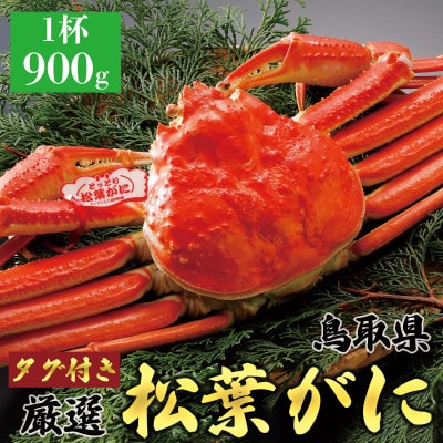 【ボイル】 《タグ付き》厳選松葉がに 特大1杯(900g以上×1杯)2025年11月発送 N4_Y
